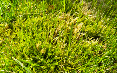 Kaip naikinti samanas ir piktžoles vejoje?